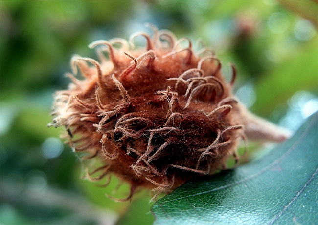 продм семена бука ьурпурнолистного fagus sylvatica seeds семена и саженцы из питомника растений европы 