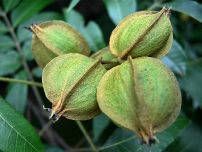 купить семена ореха carya aquatica seeds распродажа элитных семян декоративных растений
