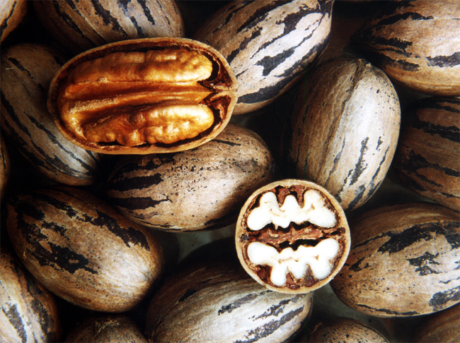 продажа орехов кария пекан juglans carya illinoenis seeds на посадку по оптовой цене 