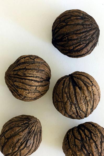 купить семена ореха мажор juglans major arizona walnut seeds все виды ореха в питомнике москва с пересылкой по почте