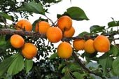 продам семена абрикос маньчжурский Prunus mandschurica seeds закупка семян оптом