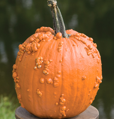 семена тыквы pumpkin Knuckle Headseeds