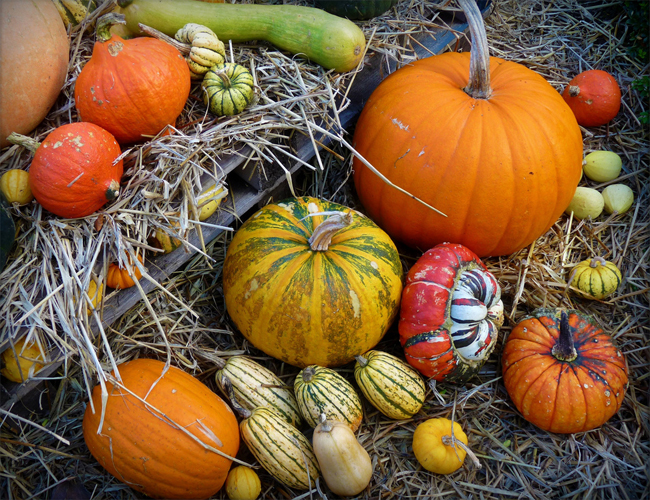 купить семена тыквы более 60 разных сортов pumpkin seeds