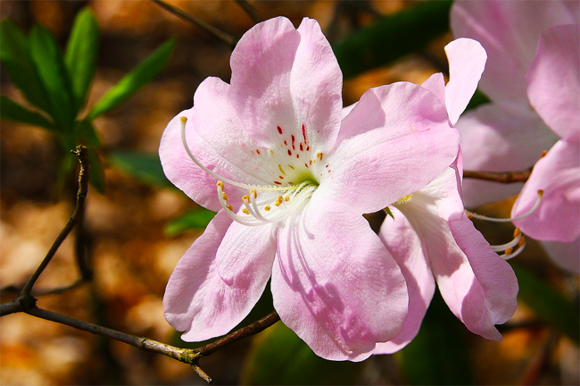 совместная закупка семян рододендрона шлиппенбаха rhododendron schlippenbachii в мазазине, организатор закупки саженцев 
