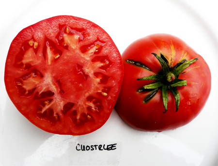 высокоурожайные сорта томатов cuostralee seeds в большом каталоге семян интернет магазина