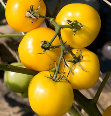 закупка семян томатов Taxi seeds