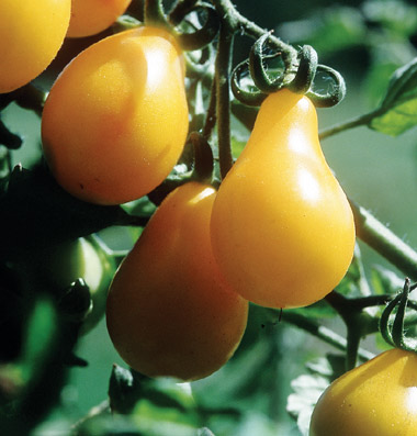 продажа семян томатов yellow pear seeds