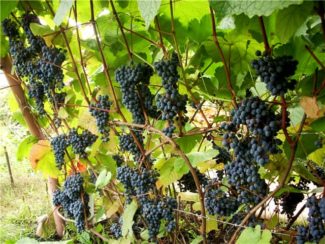 купить семена виноград уссурийский vitis amurensis seeds саженцы редких сортов винограда 