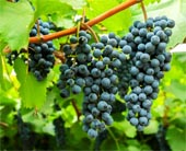 продажа семян и саженцев виноград амурский vitis amurensis seeds в крупнейшем питомнике Москвы