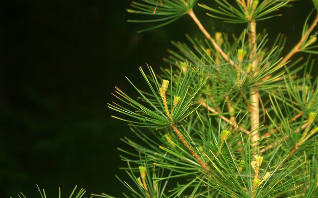 семена sciadopitys verticalita umbrella pine сциадопитис мутовчатый продам саженцы