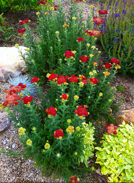 садовый и ландшафтный дизайн семена тысячелистник yarrow seeds лучшие и редкие растения для сада москвы и подмосковье