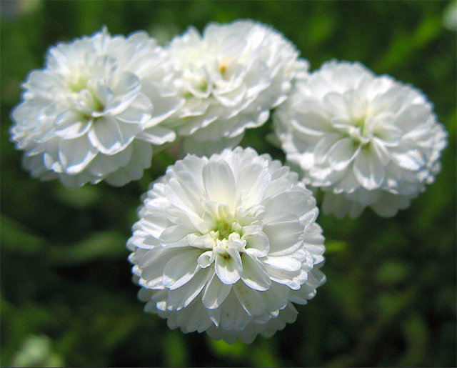 купить семена тысячелистника белый махровый achillea white pearl seeds в интернет магазине семян декоративных растений для сада