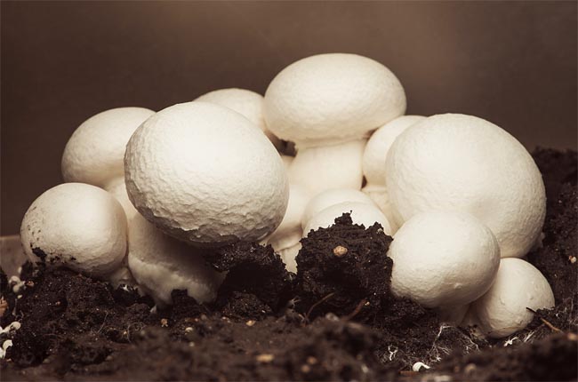 продажа мицелий грибов шампиньонов agaricus Mycelium выращивание грибов дома и в саду 