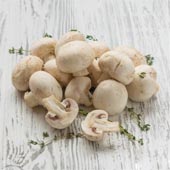 купить мицелий грибов нампиньонов mycelium scampingion продажа грибов дешево