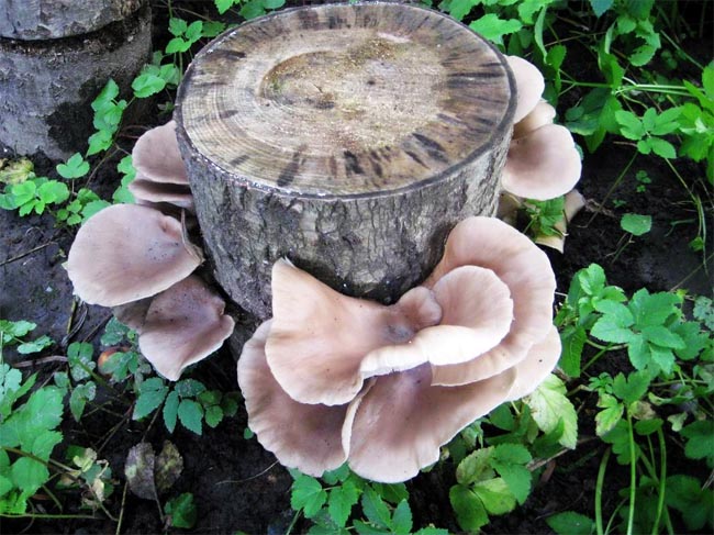совместная закупка мицелия грибов вешенки agaricus mycelium ostreatus купить дешево мицелий грибов с доставкой по России 