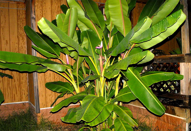 семена банана розового banana ornata seedling 