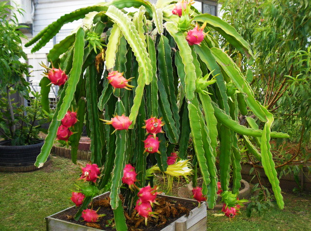 продажа семян кактуса питахайя Hylocereus undatus seeds крупный коллекционер кактусов Сидландия 