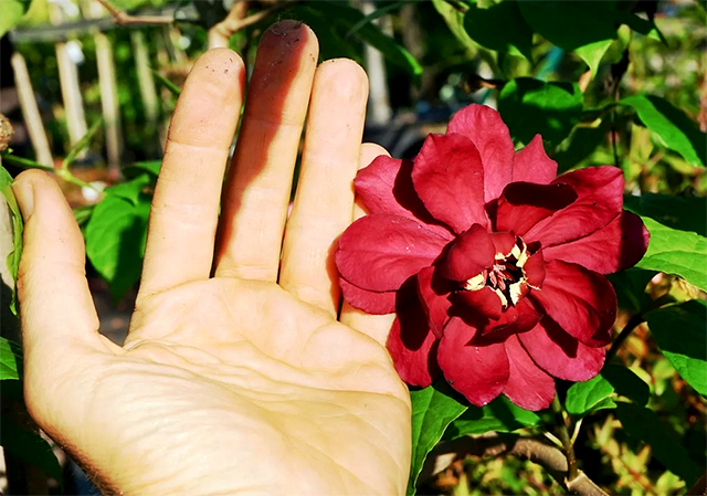 продажа саженцев декоративных растений каликант цветущий calichantus floridus seedling в лучшем питомнике Сидландия быстрая доставка качественных саженцев