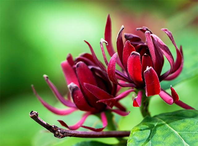 купить семена каликанта цветущего calicanthus seeds красивые и редкие декоративные растения для сада в питомнике Сидландия