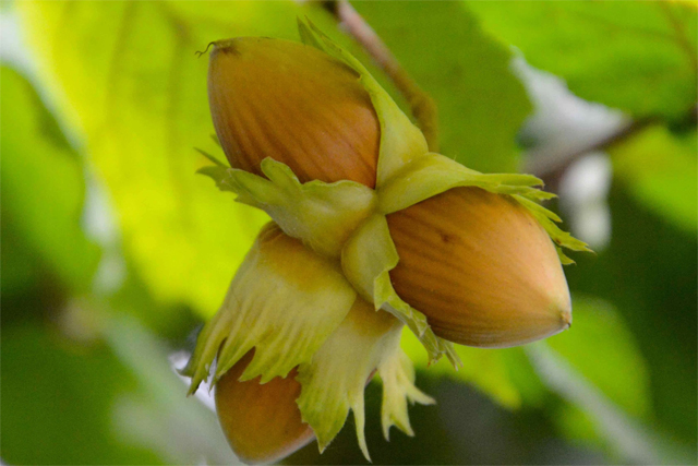 продажа семена ореха лещина juglans corylus seeds саженцы орешника в питомнике москвы