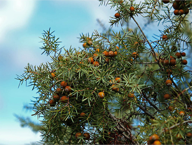 продажа саженцев можжевельника обыкновенного juniperus communis seeds 