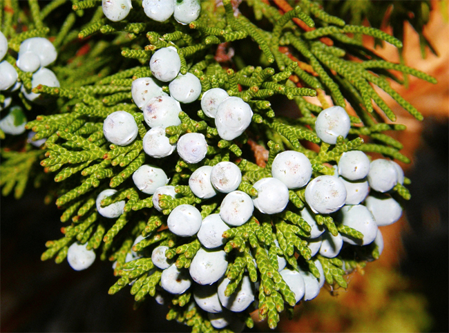 совместная закупка семян можжевельника западного juniperus occidentalis seeds купить семена декоративных хвойных растений по огромному каталогу