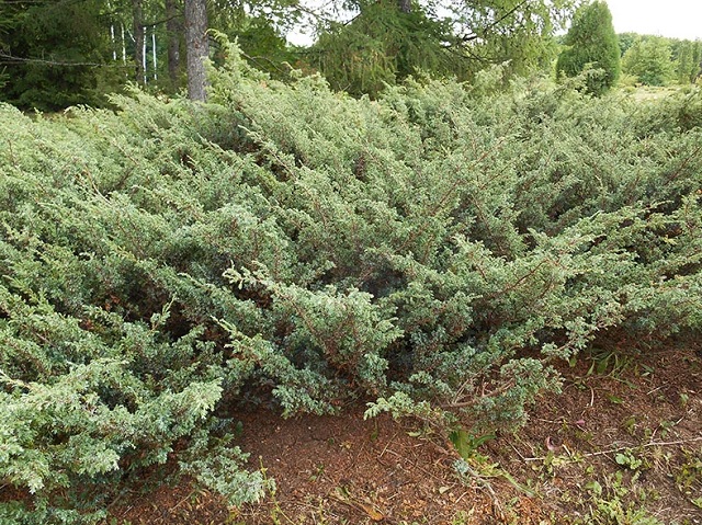 купить семена можжевельник сибирский juniperus sibirica seeds саженцы декоративный растений питомник сидландия высокое качество посадочного материала