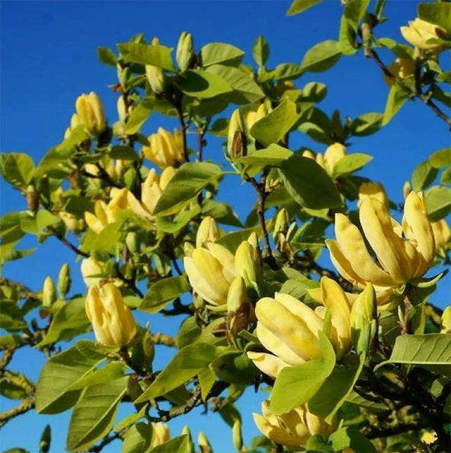 купить семена магнолия заостренная magnolia acuninata seeds закупка семян магнолии 