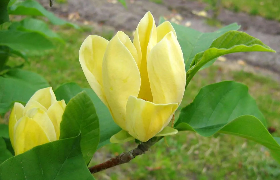 купить семена декоративных растений для сада магнолия заостренная magnolia acuminata seedling огромная коллекция семян редких растений хвойные и лиственные 
