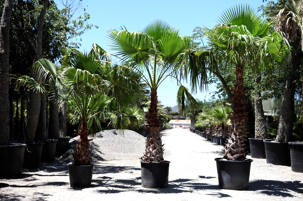 продажа семян пальмы мексиканская веерная вашингтония mexican fan palm seeds в интернет магазине семян растений пересылка почтой