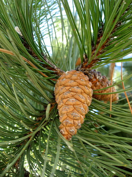 Сосна черная австрийская nigra austrian pine продажа семян хвойных декоративных деревьев купить 
