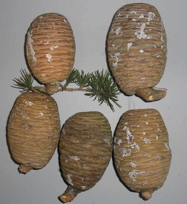 продажа семян кедра ливанского cedrus libani купить саженцы
