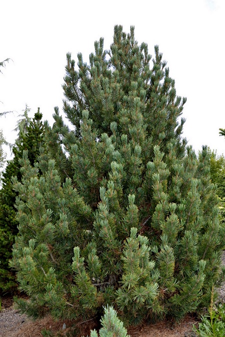 распродажа семян сосна белокорая pinus albicaulis seeds cooper pine в питомнике хвойных растений 
