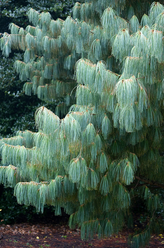 продажа семян и саженцев сосны арманда armandii seeds chinense white pine