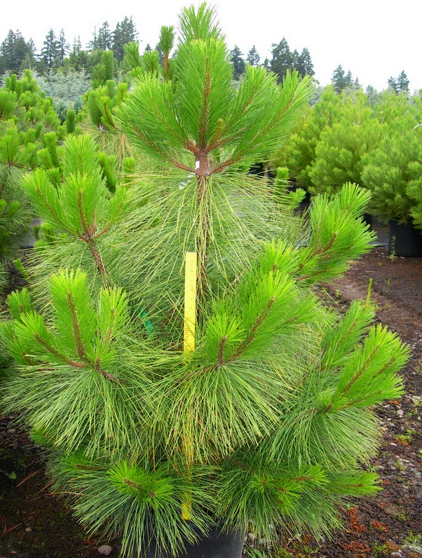 оптом семена деревьев ponderosa pine семена сосны продажа цена 