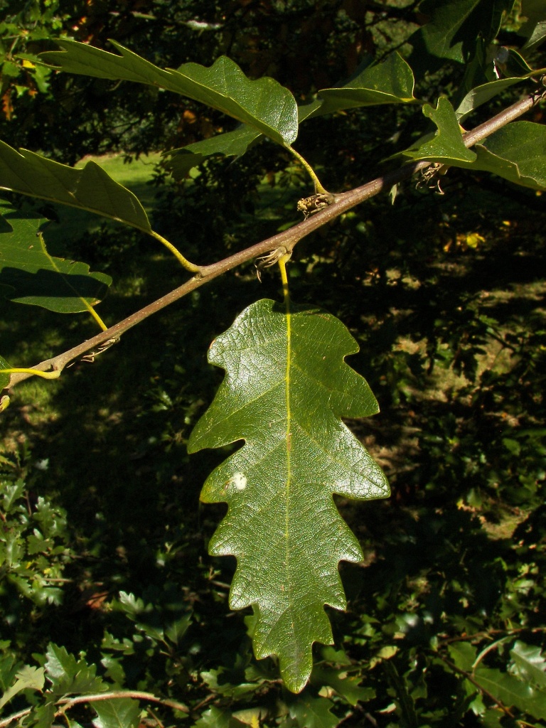 семена дуба австрийского quercus cerris seeds купить саженцы дуба турецкого в питомнике москвы turkey oak