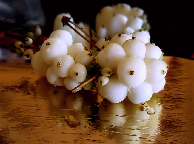 семена снежноягодник а в продаже в магазите семян Сидландиясаженцев клена acer японского