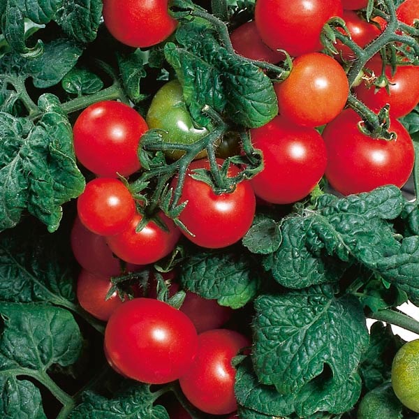 купить семена томатов ред робин red robin seeds