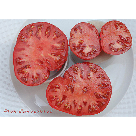 семена томата brandywine pink seeds качество и цена