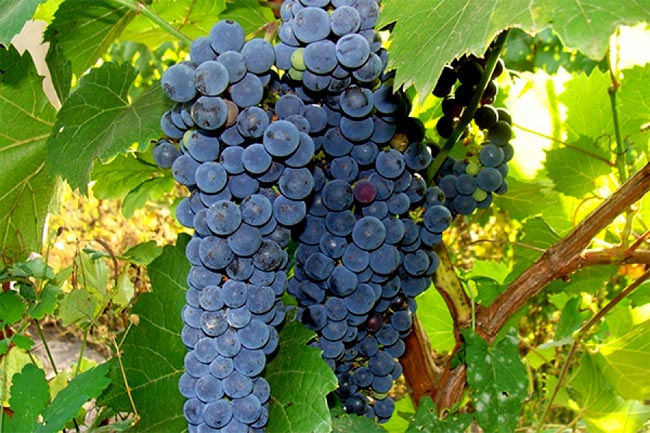 продам семена винограда амурского vitis amurensis seeds распродажа саженцев винограда 