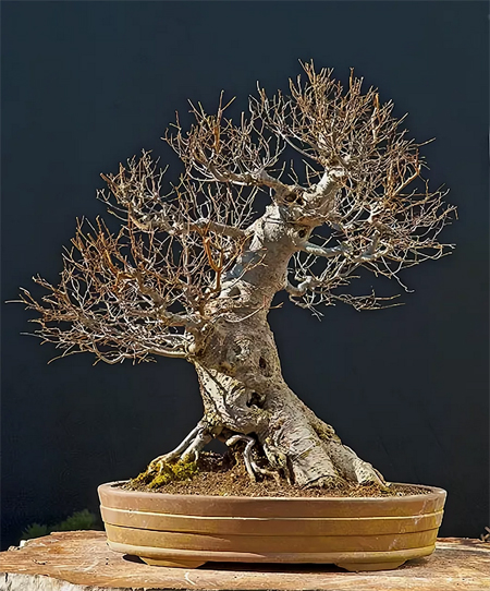 семена для комнатного бонсай zelkova serrata seeds bonsai иптомник растений для дома