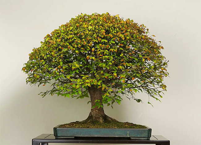  семена для выращивания бонсай зелкова zelkova serrata seedling bonsai лучшие горшечные растения для комнаты и оранжереи